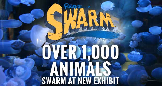 Animals Swarm at Ripley’s Aquarium of the Smokies Exhibit