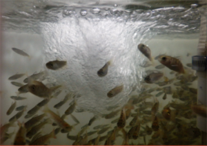 Canfor Donates Land for New Coho Hatchery