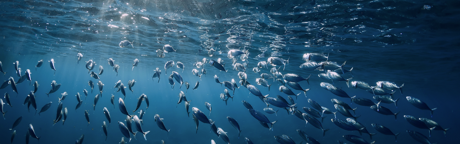 Ocean’s Joins the B Corp Community